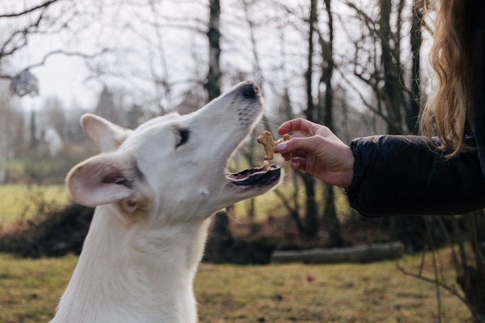5 Tips for Baking Irresistible Dog Treats + BONUS Recipe